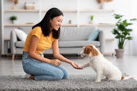Pet Care Credit