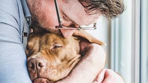 The Importance of Regular Grooming in Pet Care