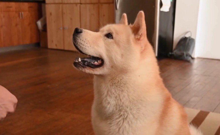 can you put Neosporin on a dog