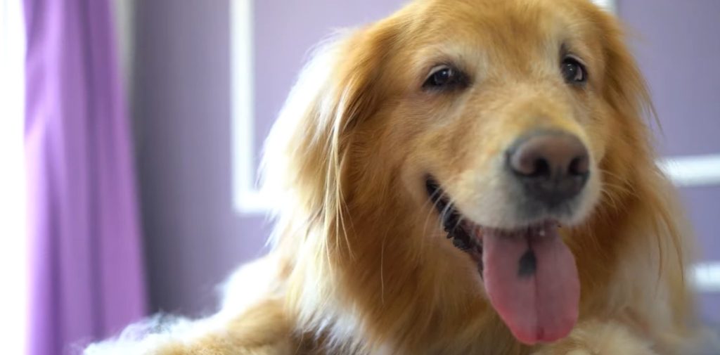how to groom a golden retriever