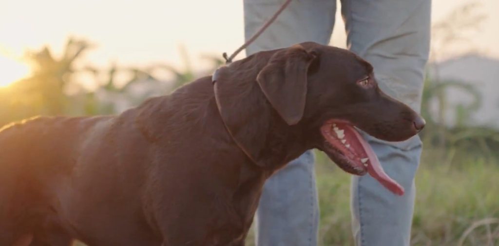 how often do dogs poop
