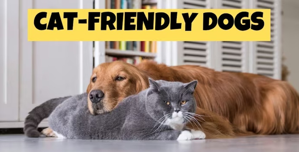 best dog breeds for cats