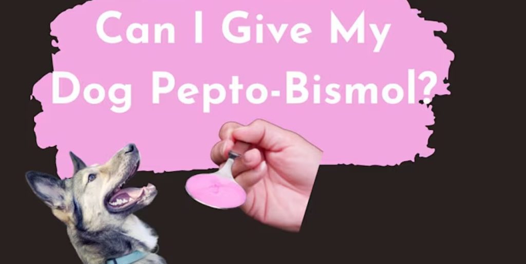 can dogs eat pepto bismol