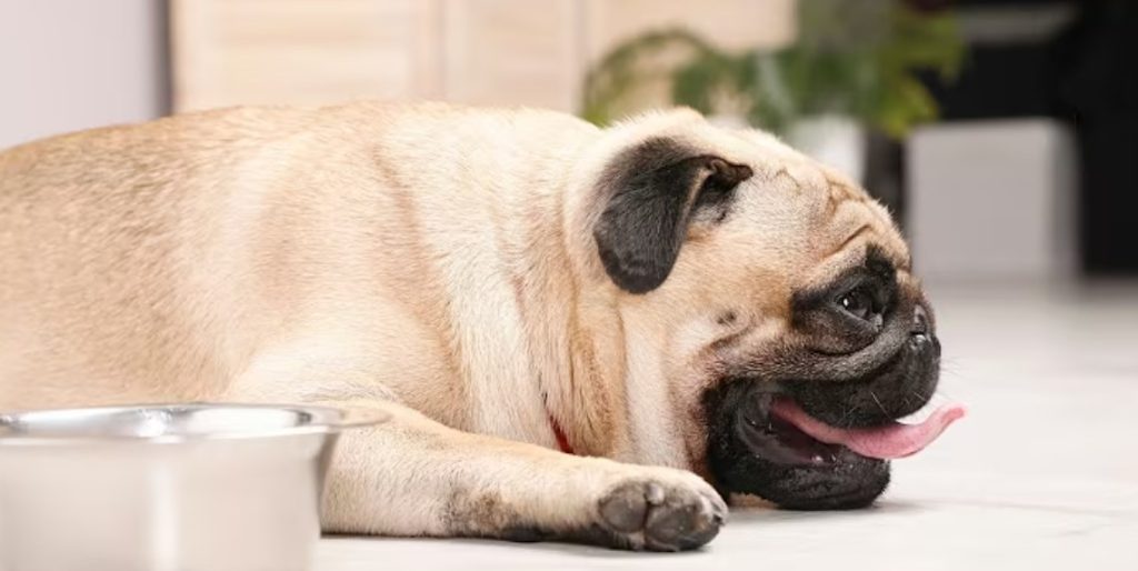 signs of dehydration in dogs