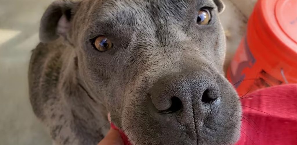 black fly bites on dogs