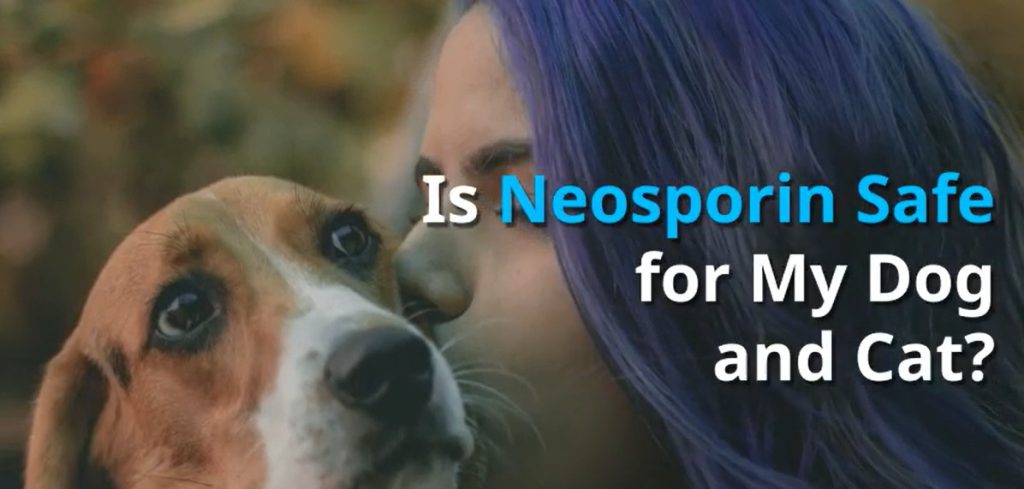 can you use neosporin on a dog